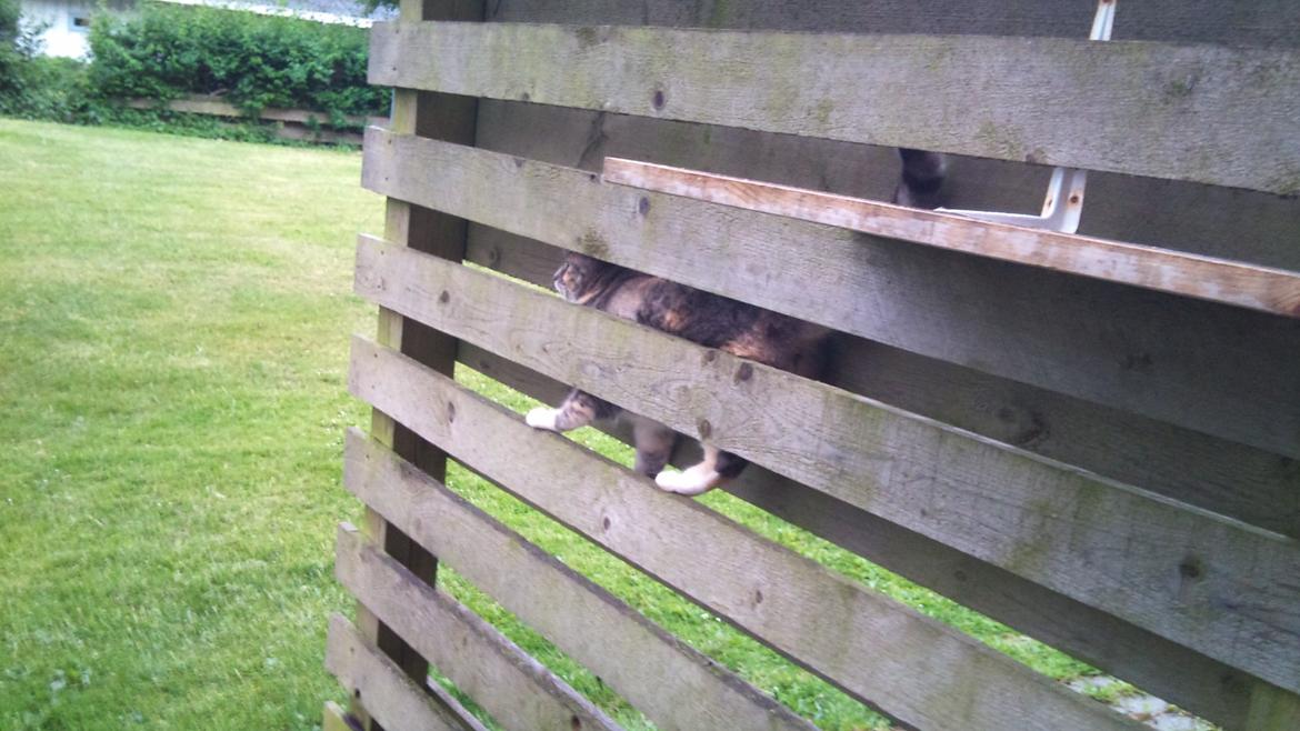 Huskat Sille - Altid sjovt når hun kravler rundt i hegnet, blev lidt nervøs første gang hun gjorde det. billede 11