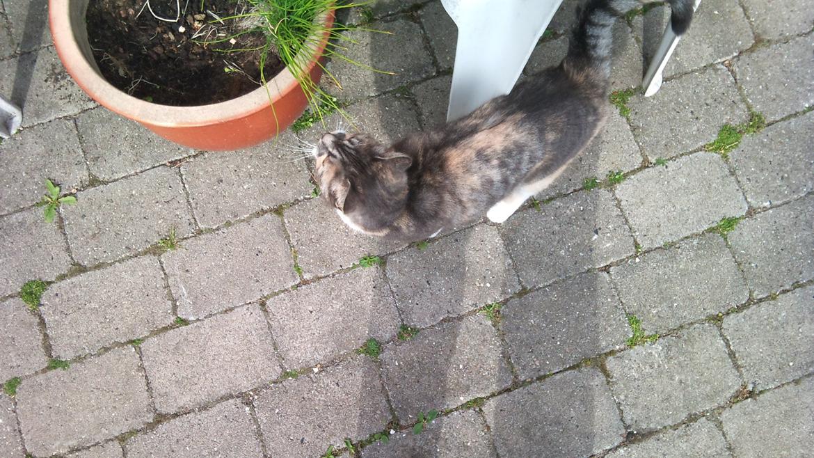 Huskat Sille - Katte spiser vist ikke purløg. billede 12