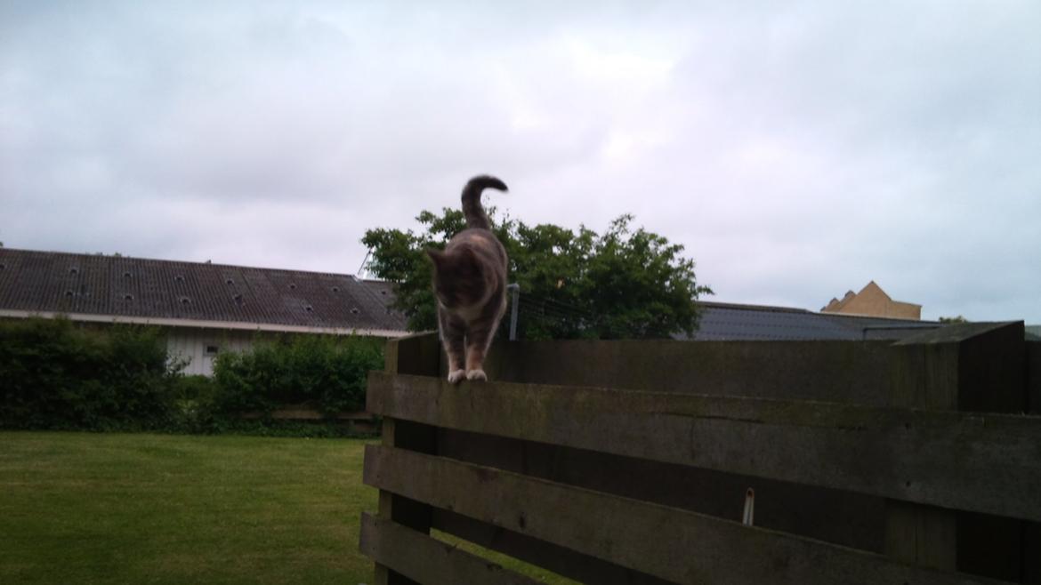 Huskat Sille - Lege humør. billede 13