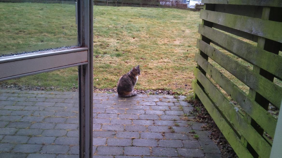 Huskat Sille - Efterår. billede 14