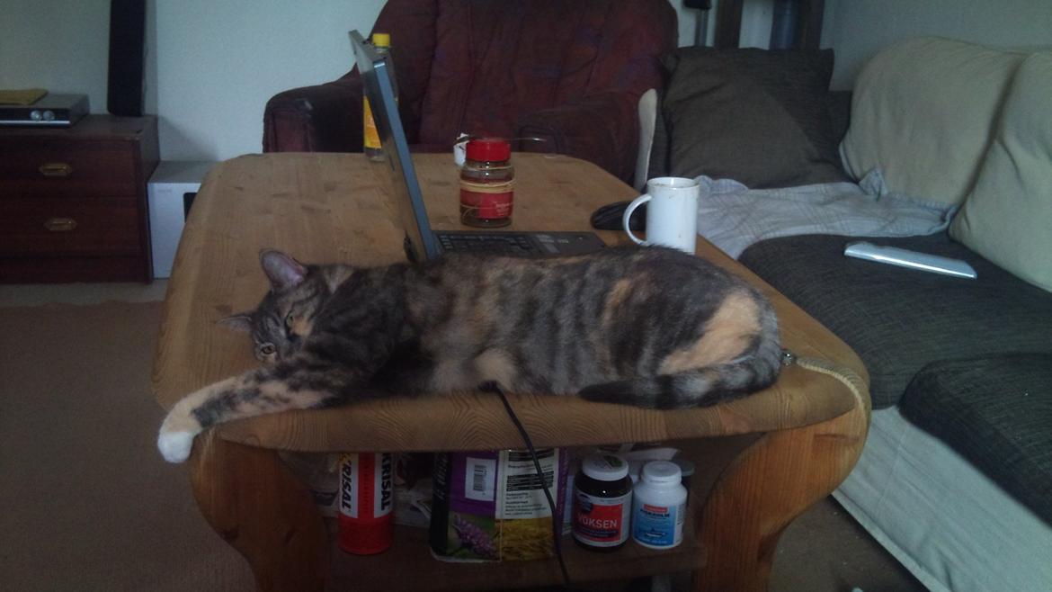 Huskat Sille - Lige til kanten. billede 15