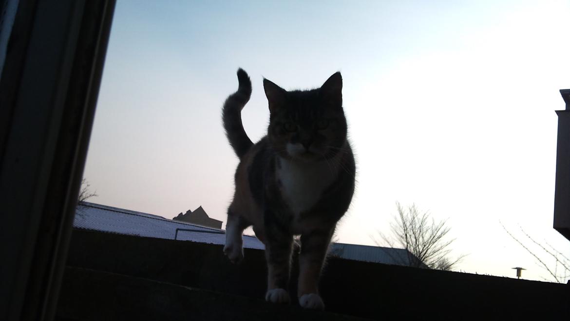 Huskat Sille - Skal du med ud - eller hvad? billede 1