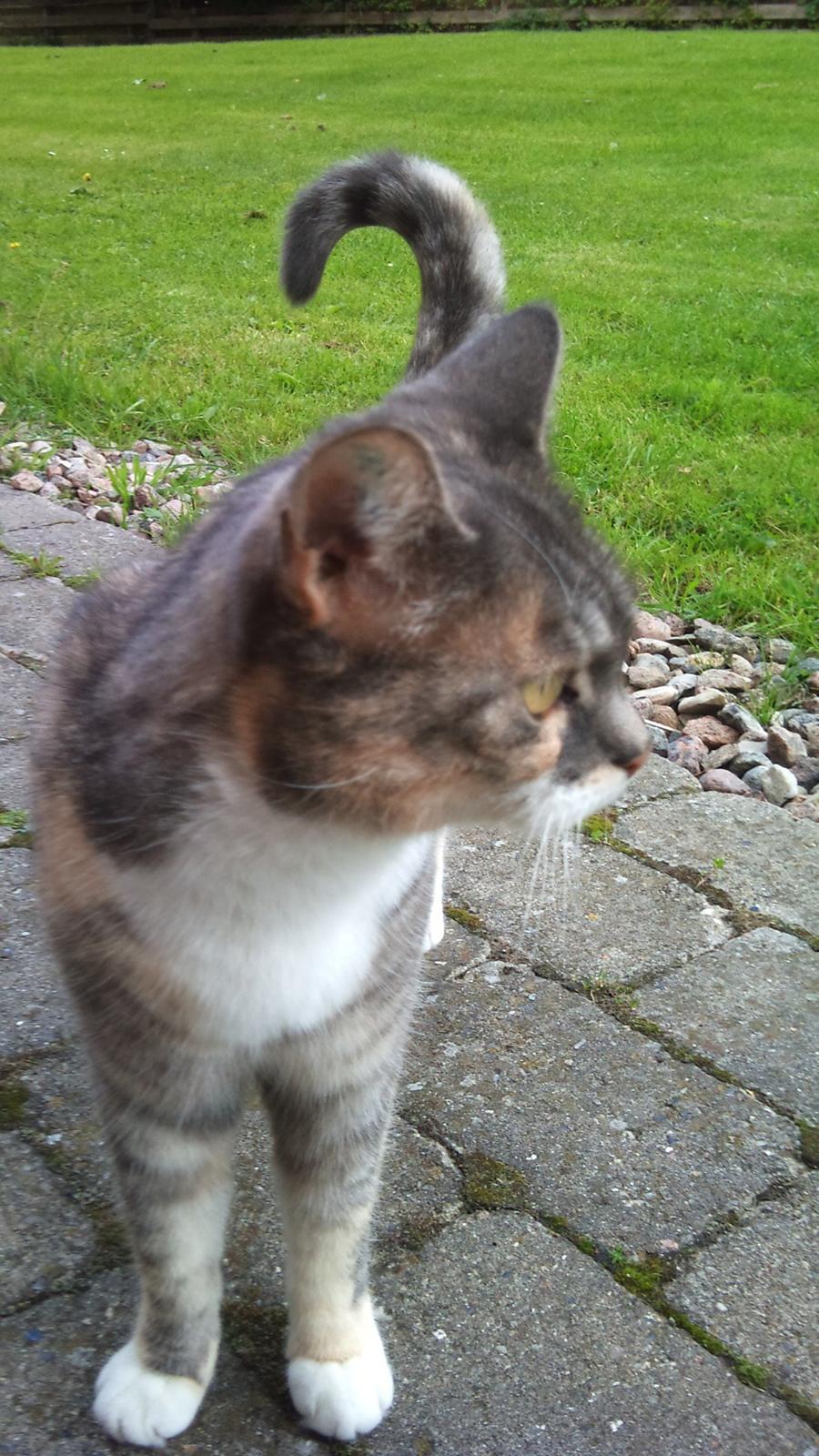 Huskat Sille - Close up. billede 16