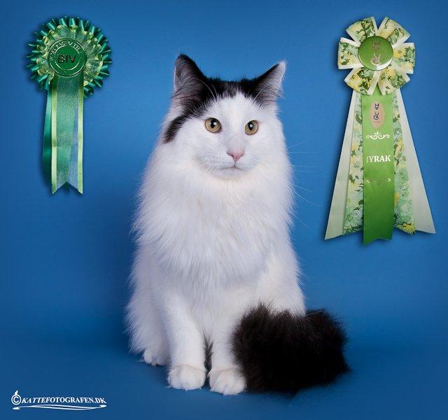 Norsk Skovkat DK Lindvig's Fellini billede 2