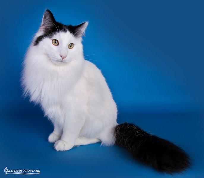 Norsk Skovkat DK Lindvig's Fellini billede 4