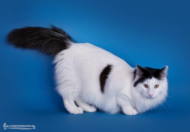 Norsk Skovkat DK Lindvig's Fellini billede 5