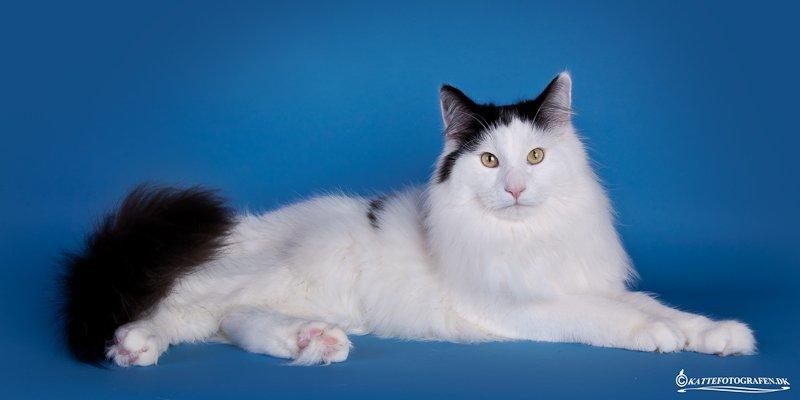 Norsk Skovkat DK Lindvig's Fellini billede 1