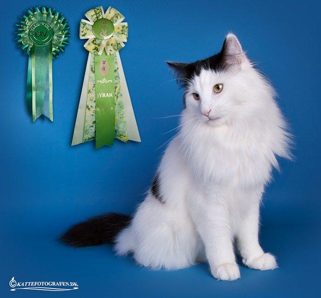 Norsk Skovkat DK Lindvig's Fellini billede 6