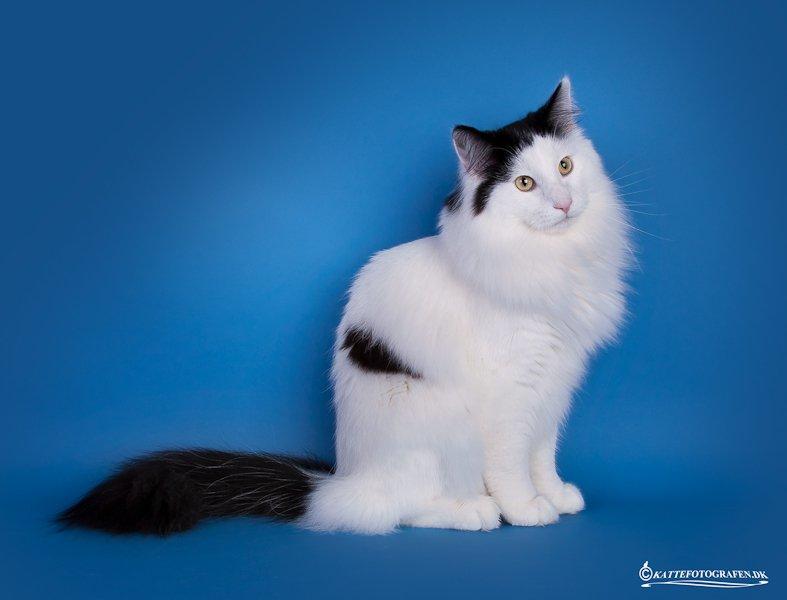 Norsk Skovkat DK Lindvig's Fellini billede 3