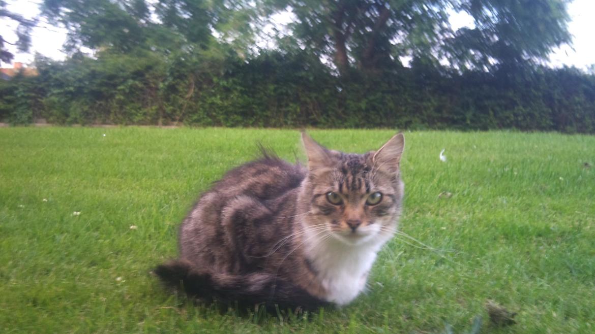 Huskat Sille - Sille`s nye nabo Sveske. billede 17