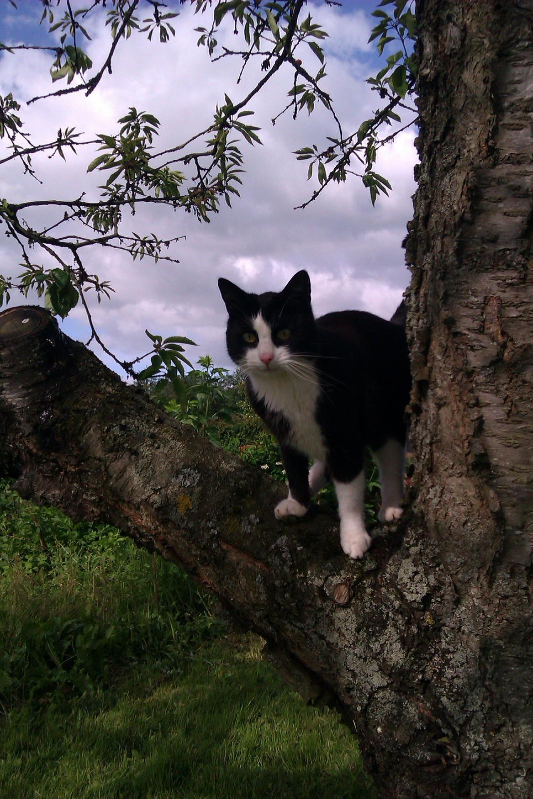 Blanding af racer Malibu billede 17