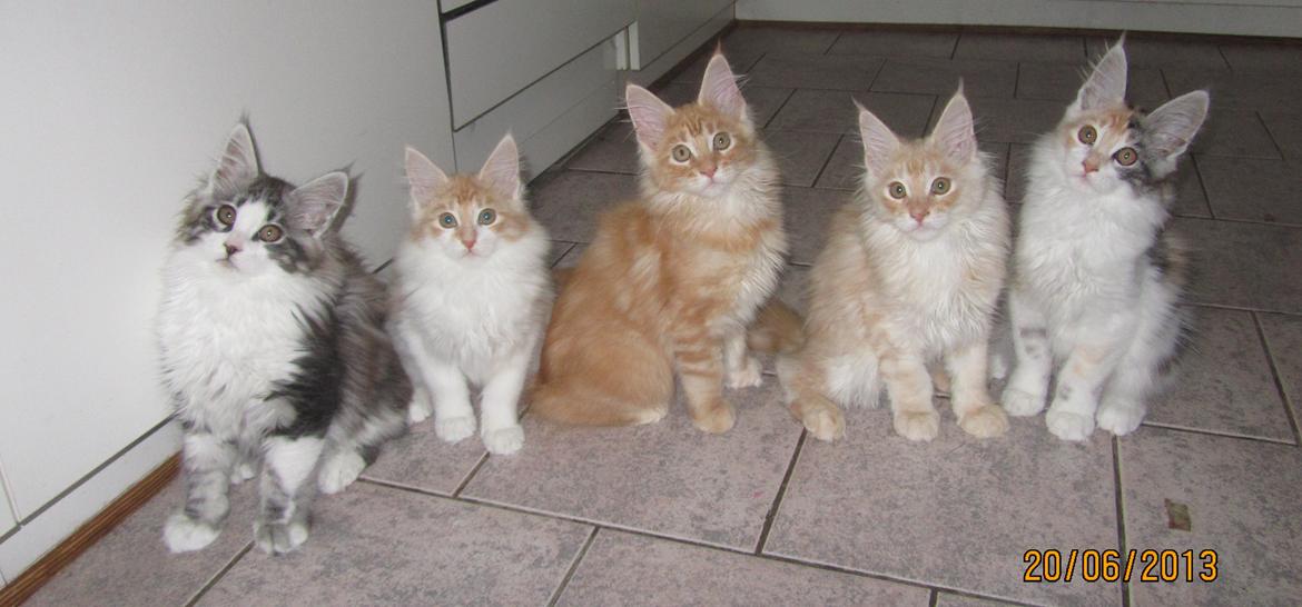 Maine Coon DK Bjørnholts Evelina. 26/3 - Hele kulde :D 
Enzo, Emilia, Elena, Evelina og Eliana <3 billede 35