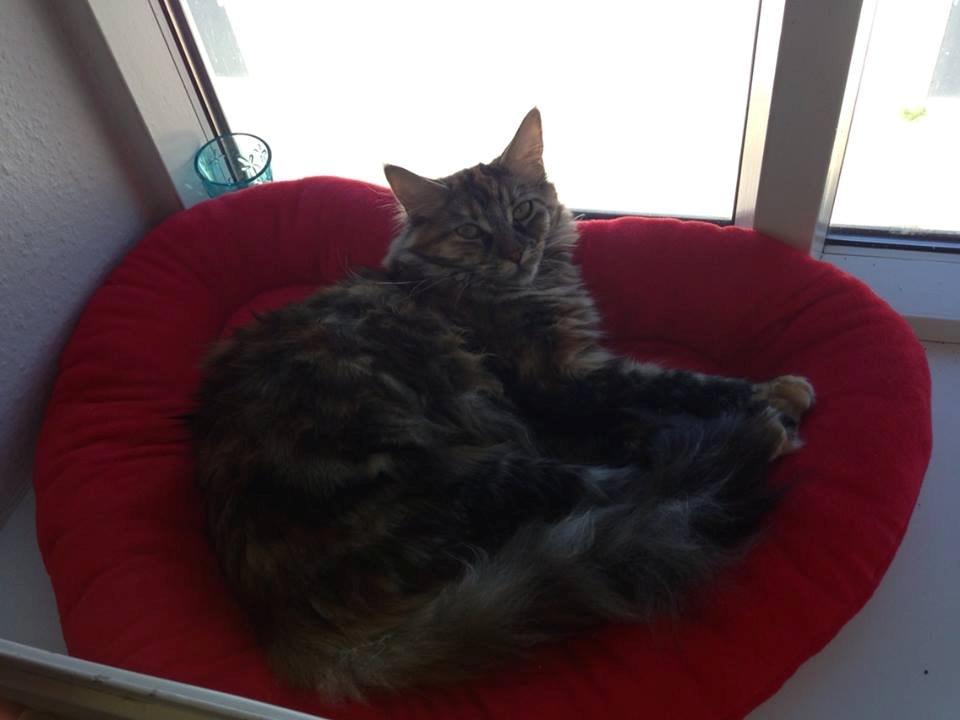 Maine Coon Nira - Mors prinsesse. 10 mdr gammel nu. <3 billede 13