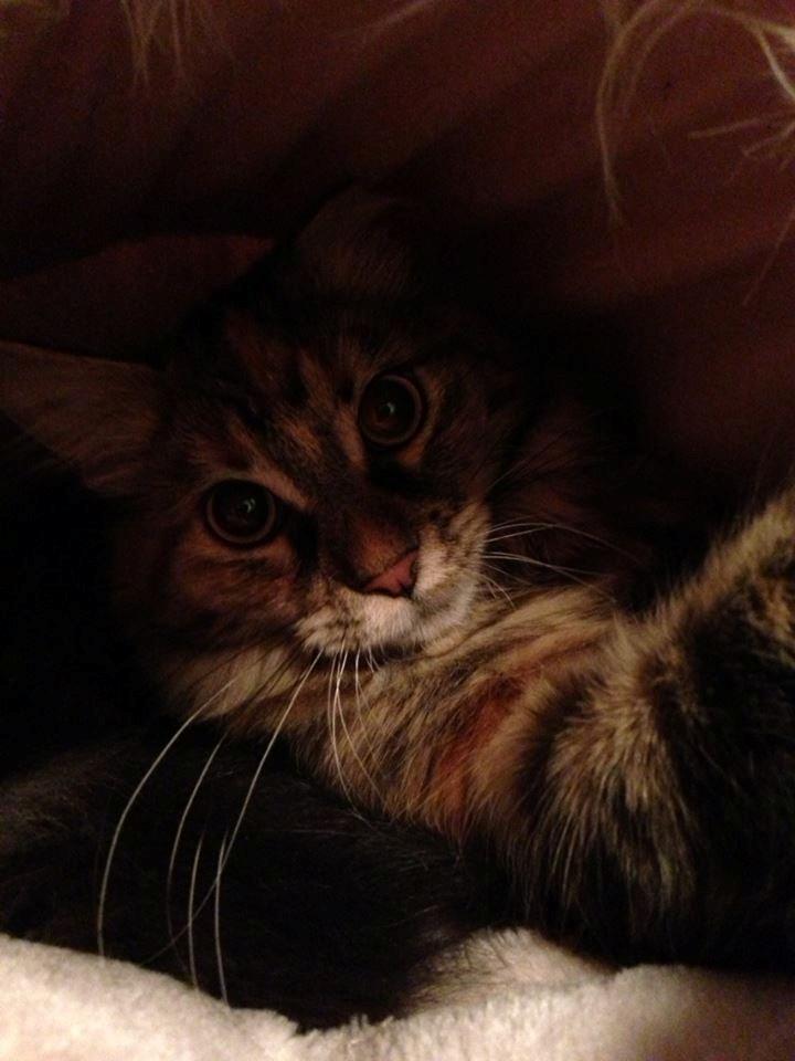 Maine Coon Nira - smukke pigen. <3 billede 14