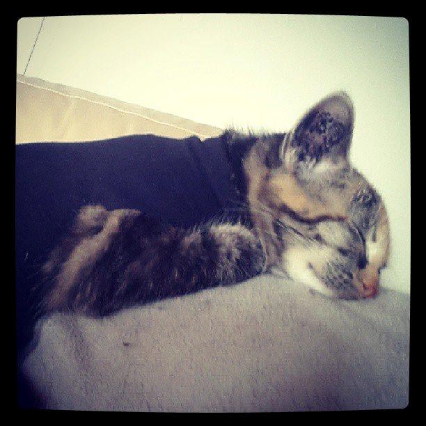 Huskat Lille billede 4