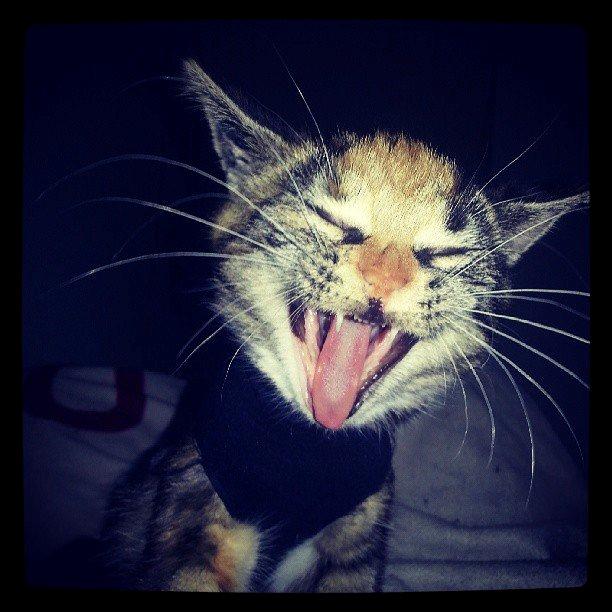 Huskat Lille billede 5