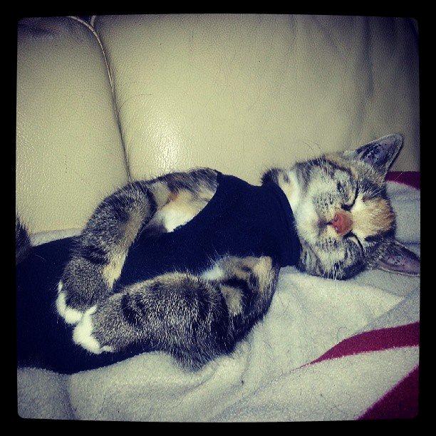 Huskat Lille billede 7