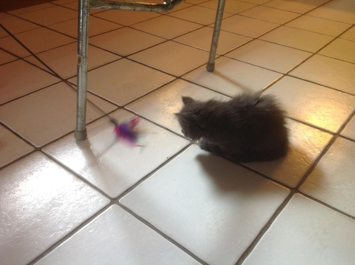 Huskat Vilma billede 3