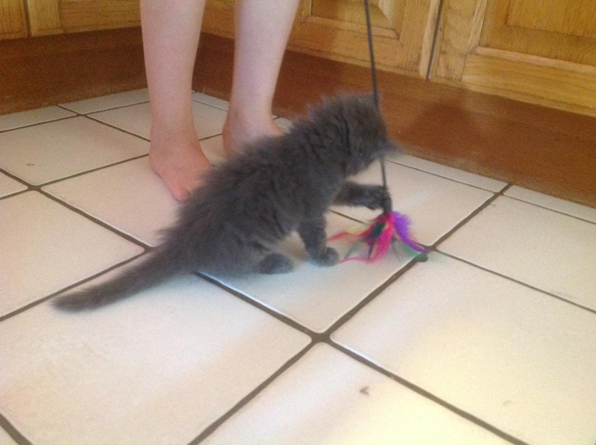 Huskat Vilma billede 7