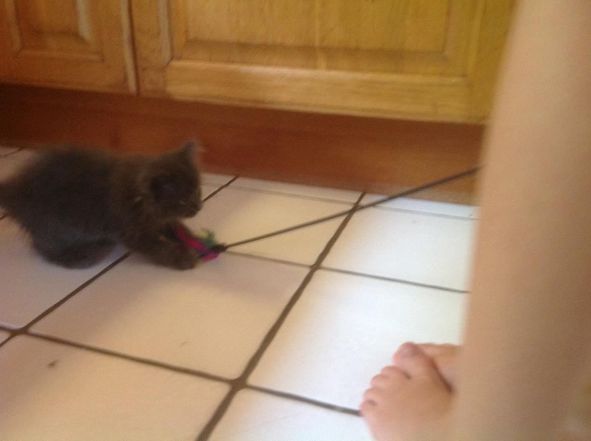 Huskat Vilma billede 8