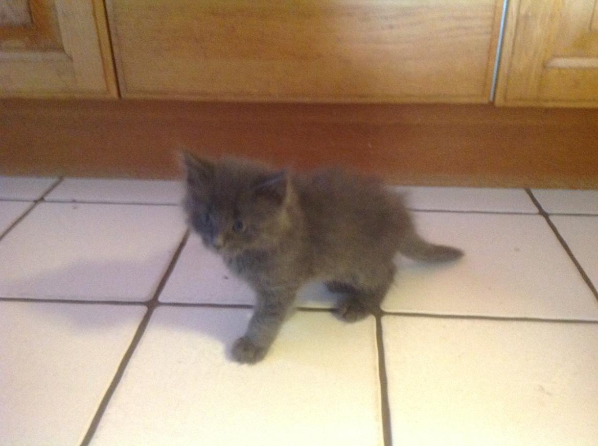 Huskat Vilma billede 9