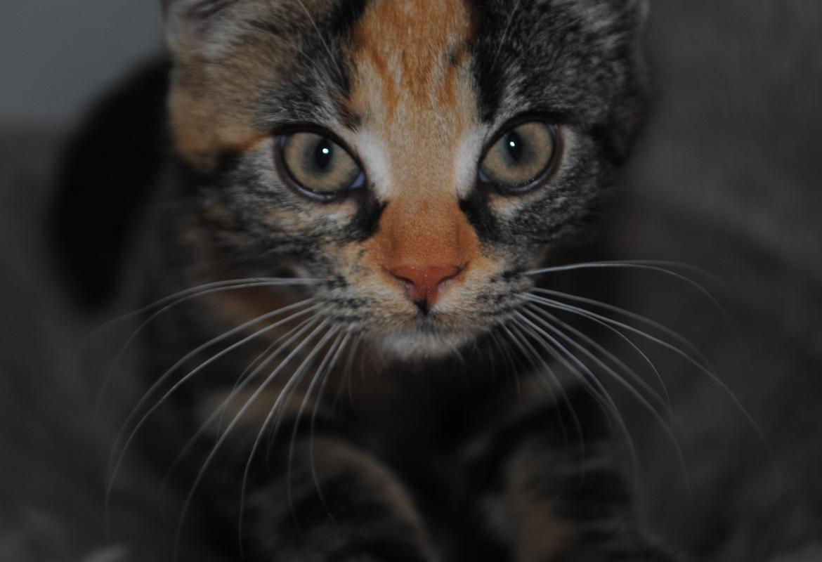 Huskat Lille billede 2