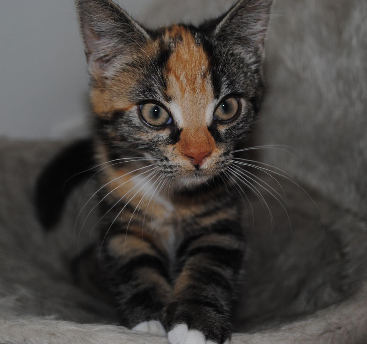 Huskat Lille billede 3