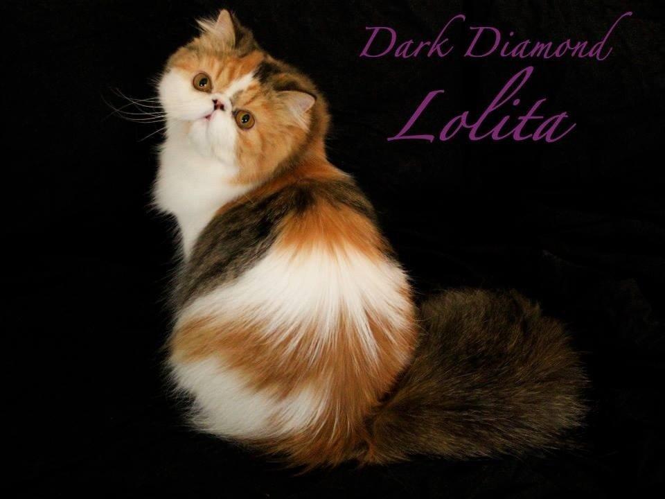 Perser Dark Diamond Lolita billede 1