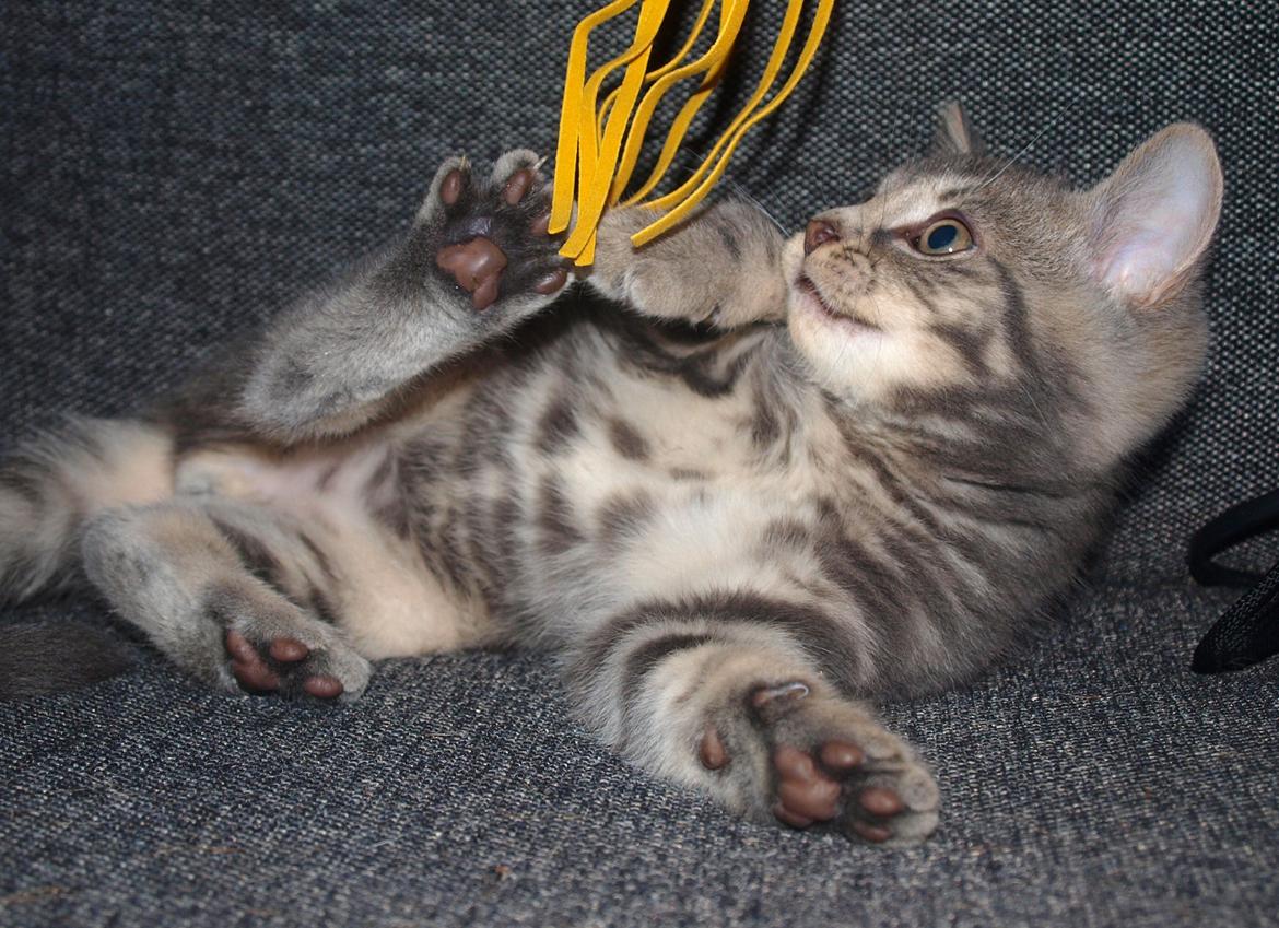 Huskat Indigo billede 2