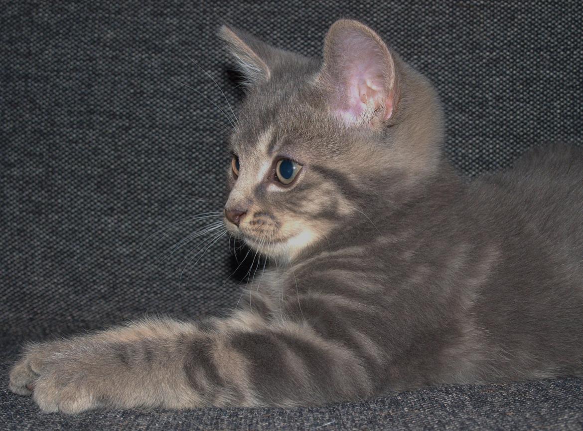 Huskat Indigo billede 1