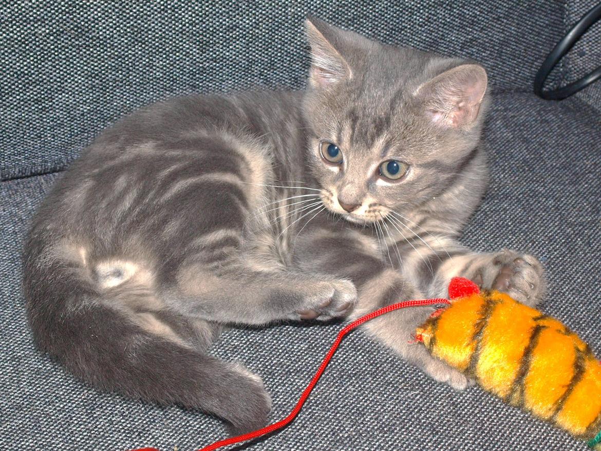 Huskat Indigo billede 4