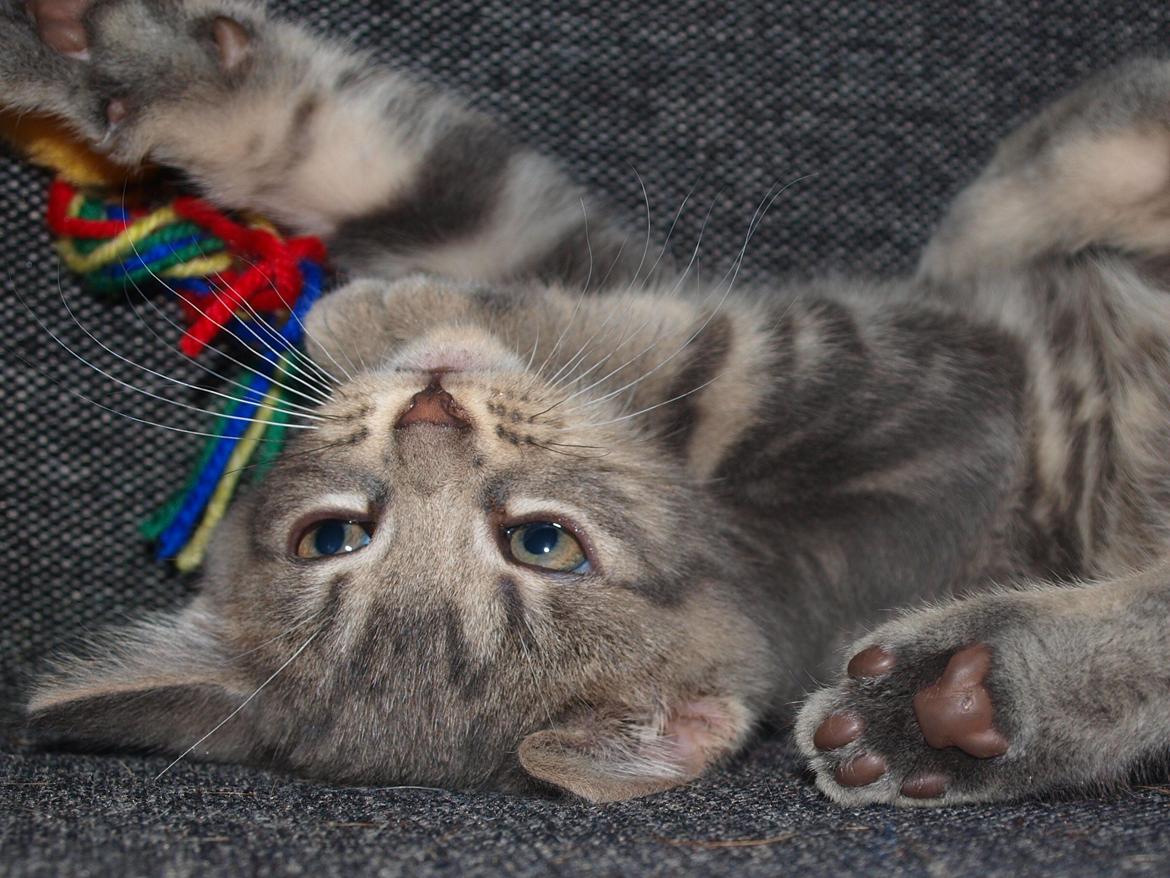 Huskat Indigo billede 3