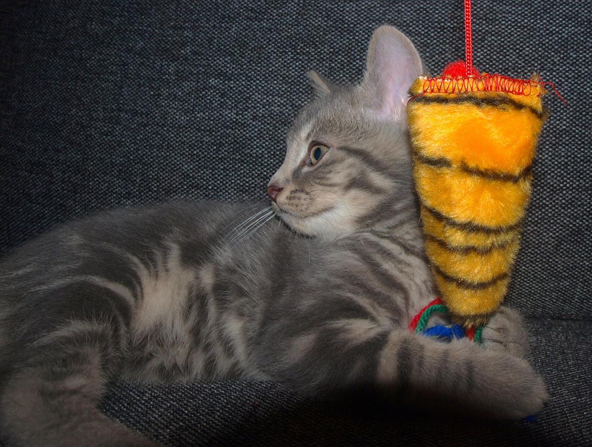 Huskat Indigo billede 5