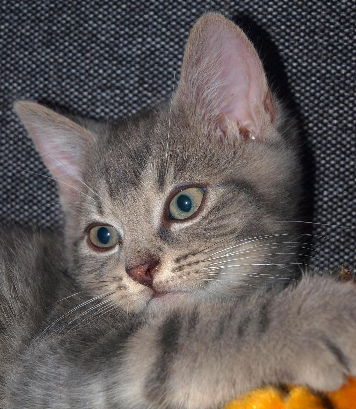 Huskat Indigo billede 8