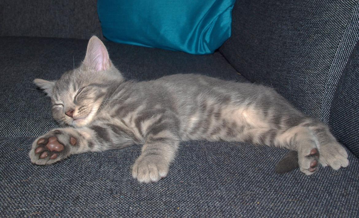 Huskat Indigo billede 6