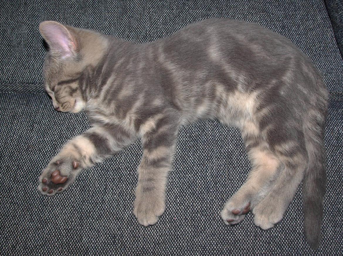 Huskat Indigo billede 7