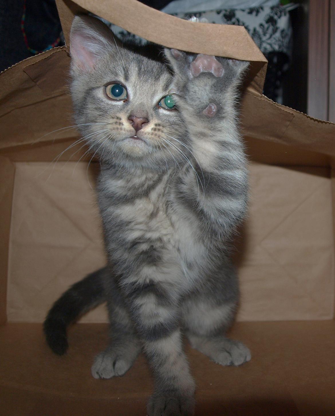 Huskat Indigo billede 9