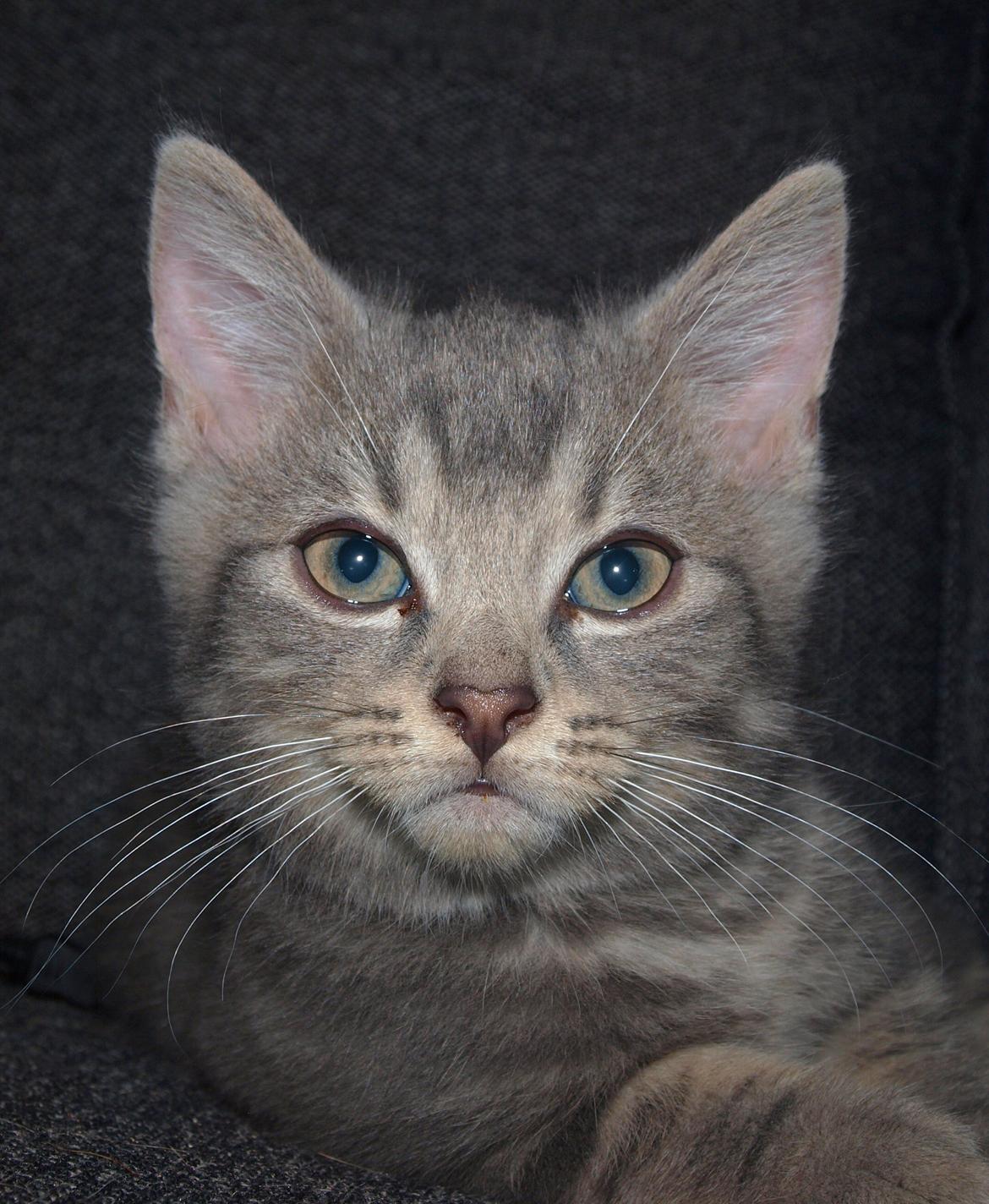 Huskat Indigo billede 10