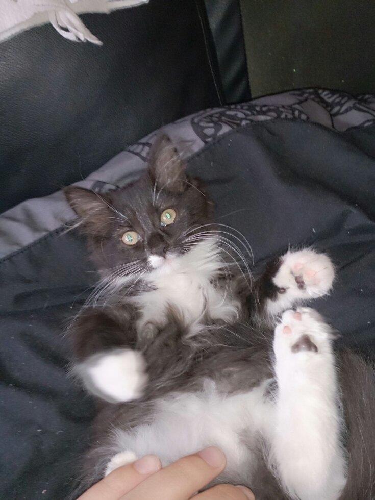 Blanding af racer Zika<3 - <3 billede 12