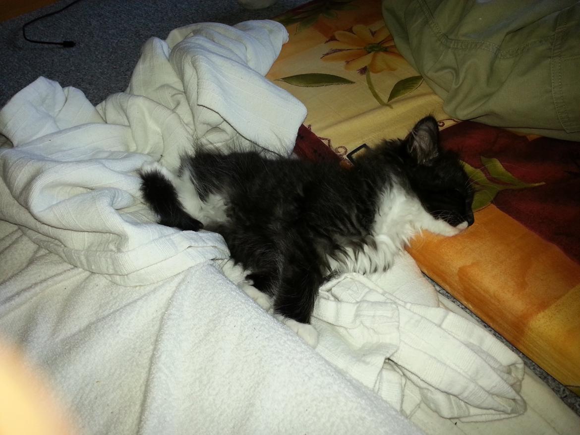 Blanding af racer Zika<3 - <3 billede 13