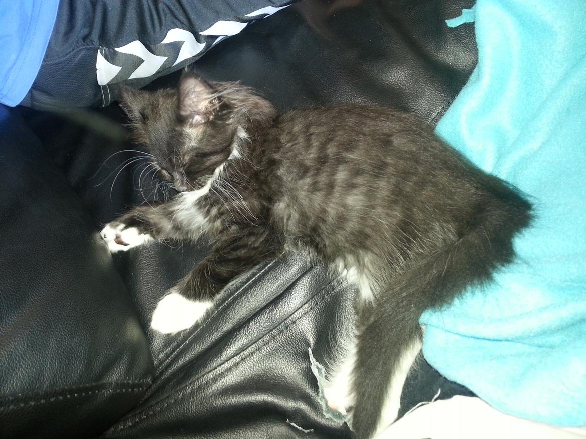 Blanding af racer Zika<3 - <3 billede 14