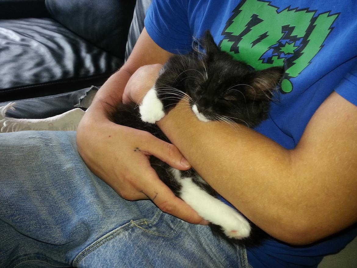 Blanding af racer Zika<3 - <3 billede 15