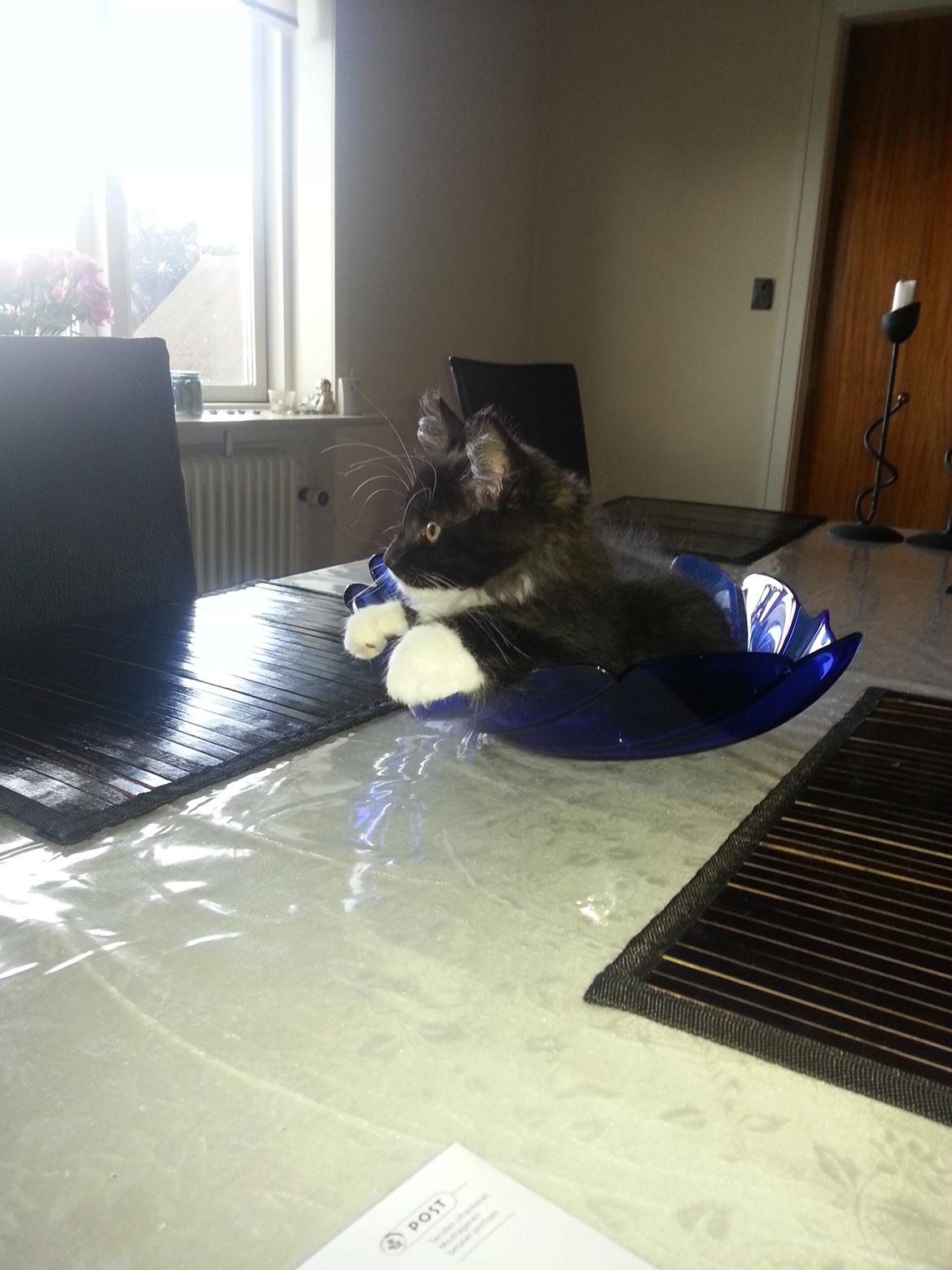 Blanding af racer Zika<3 - Så kan vi følge med i det hele <3 :D billede 17