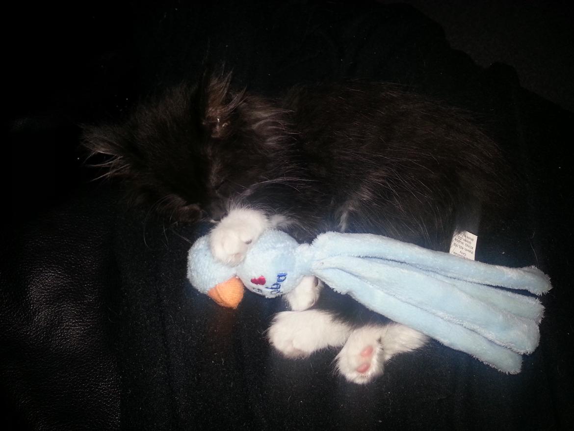 Blanding af racer Zika<3 - mmm dejlig blæksprutte :D<3 billede 18