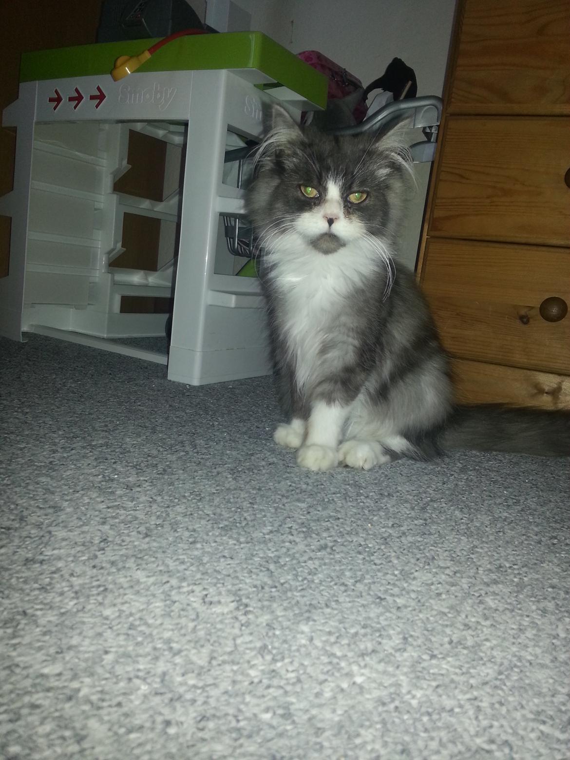 Blanding af racer Fluffy<3 R.I.P - Fluffy dreng<3 billede 1