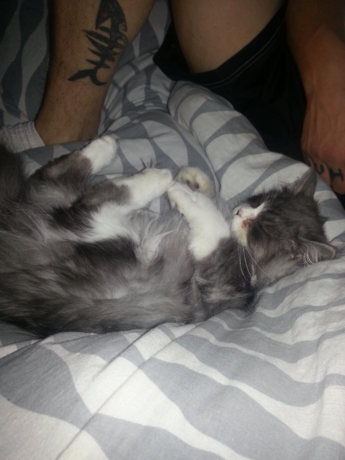 Blanding af racer Fluffy<3 R.I.P - <3 billede 2