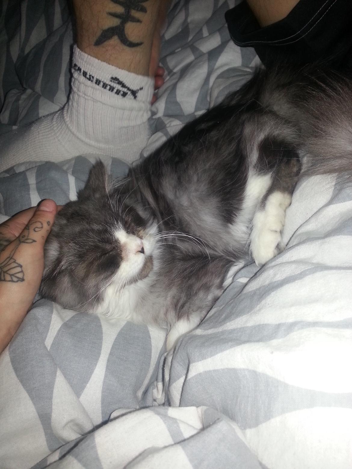 Blanding af racer Fluffy<3 R.I.P - <3 billede 4