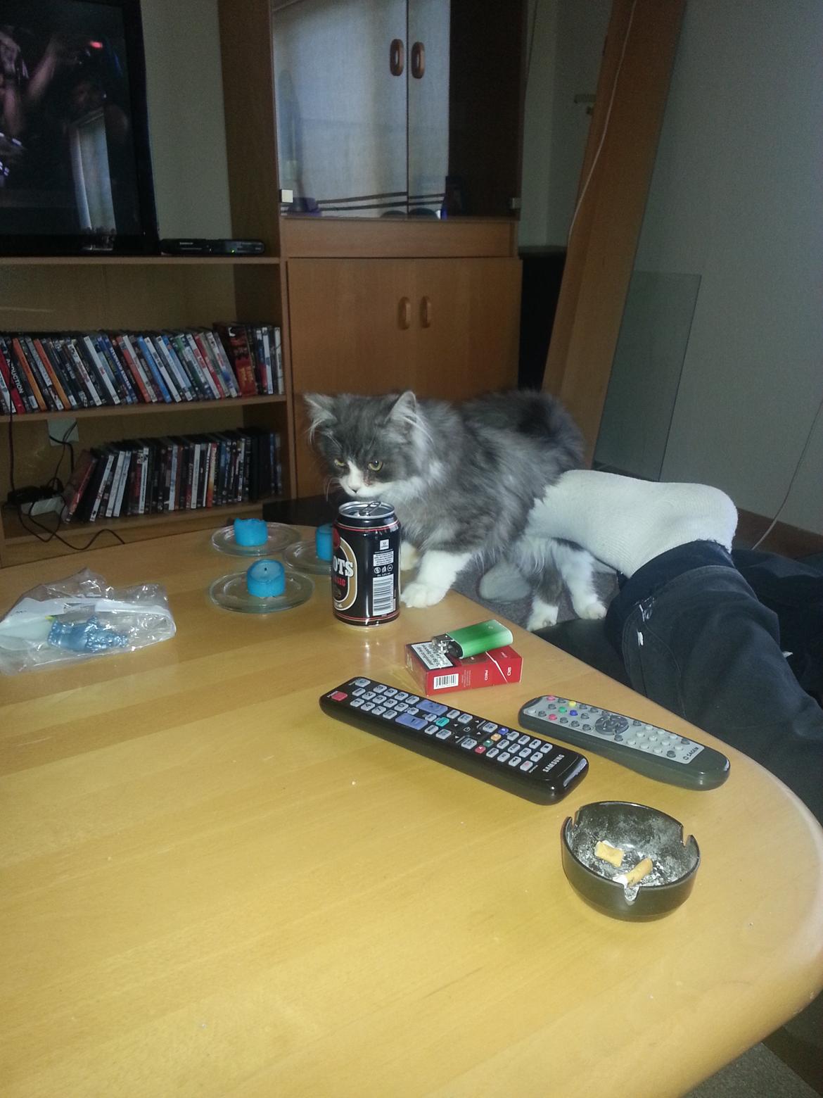 Blanding af racer Fluffy<3 R.I.P - <3 billede 6