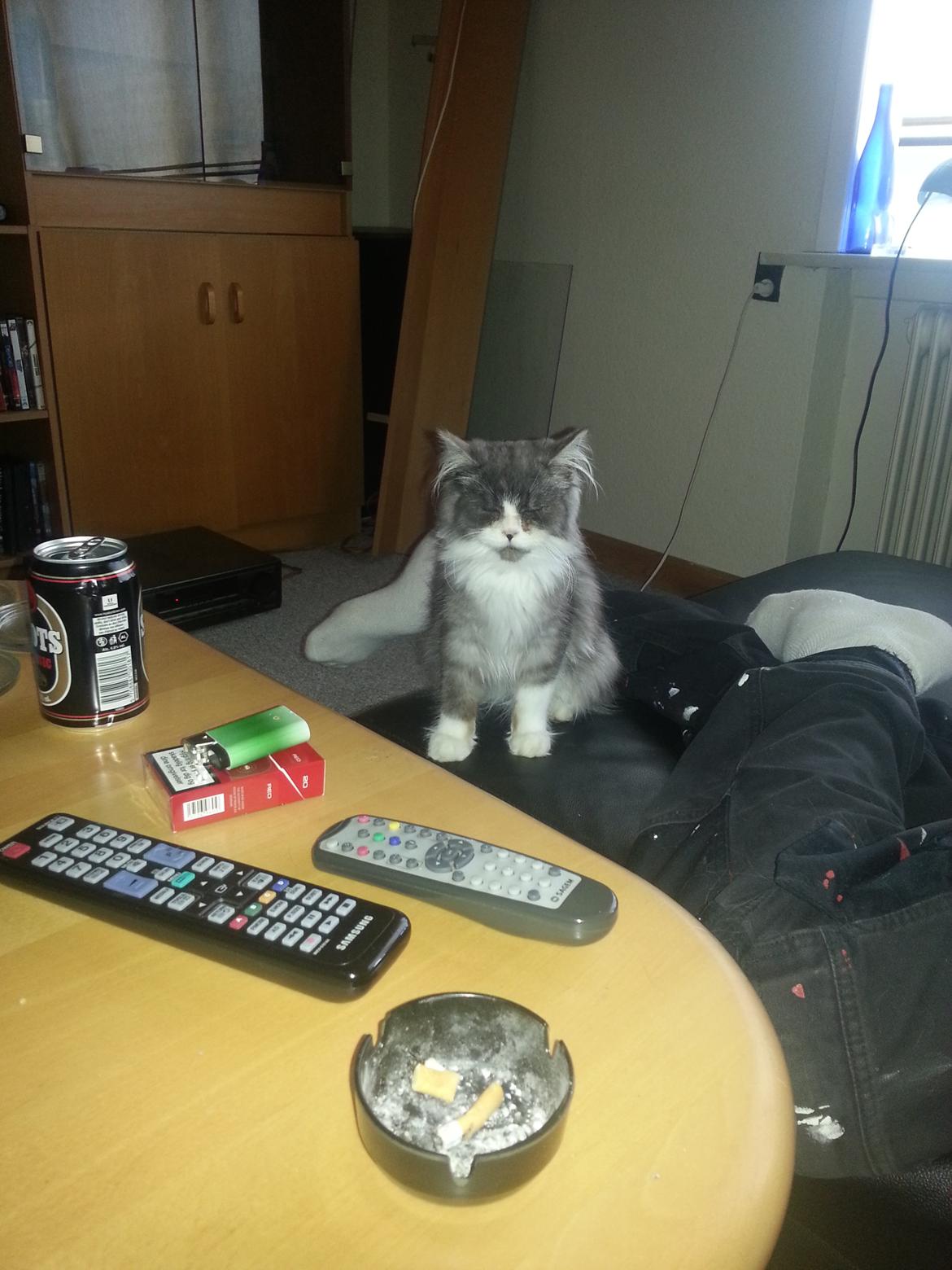 Blanding af racer Fluffy<3 R.I.P - <3 billede 7