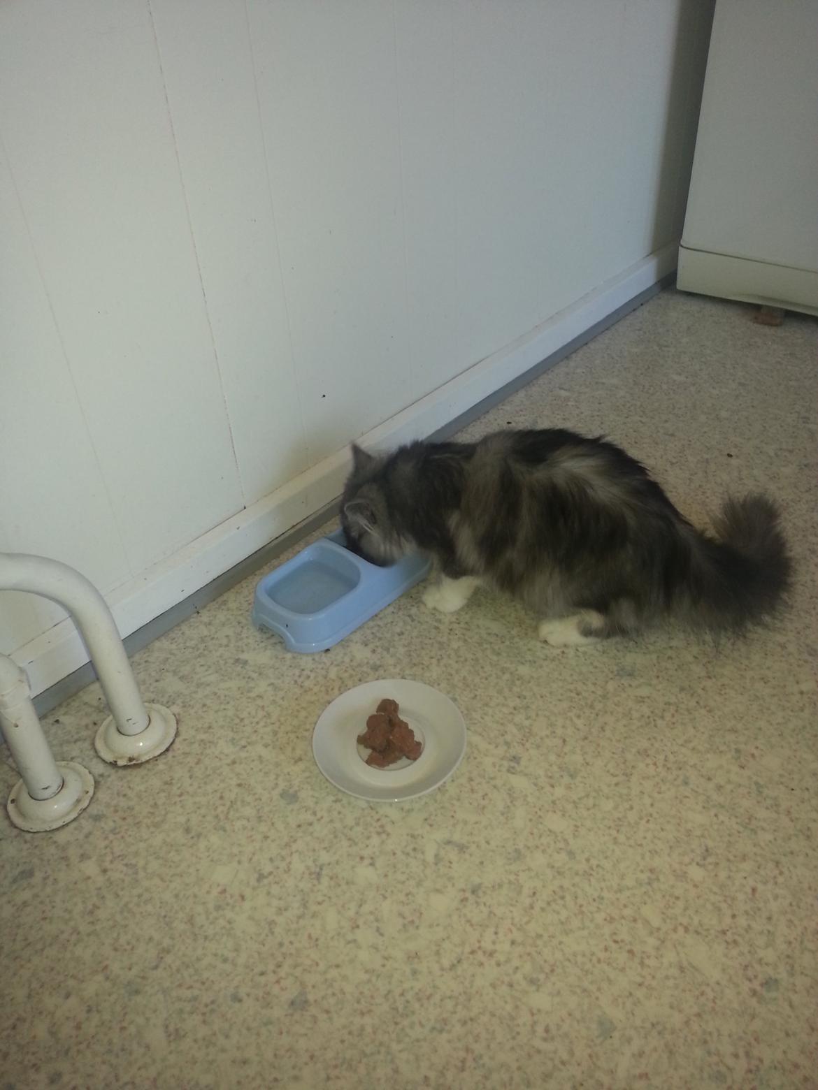 Blanding af racer Fluffy<3 R.I.P - <3 billede 8